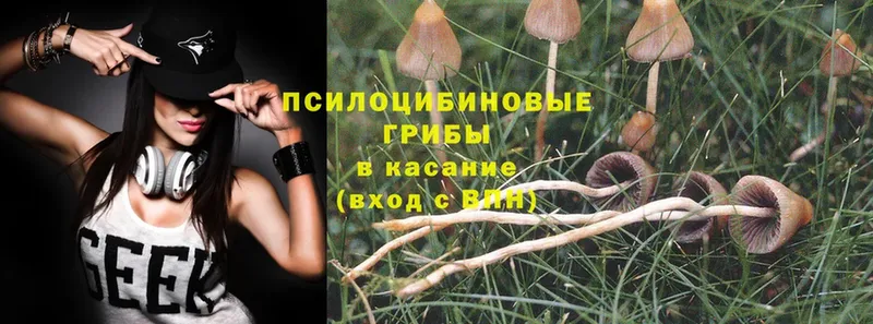 что такое наркотик  Гатчина  Псилоцибиновые грибы Magic Shrooms 